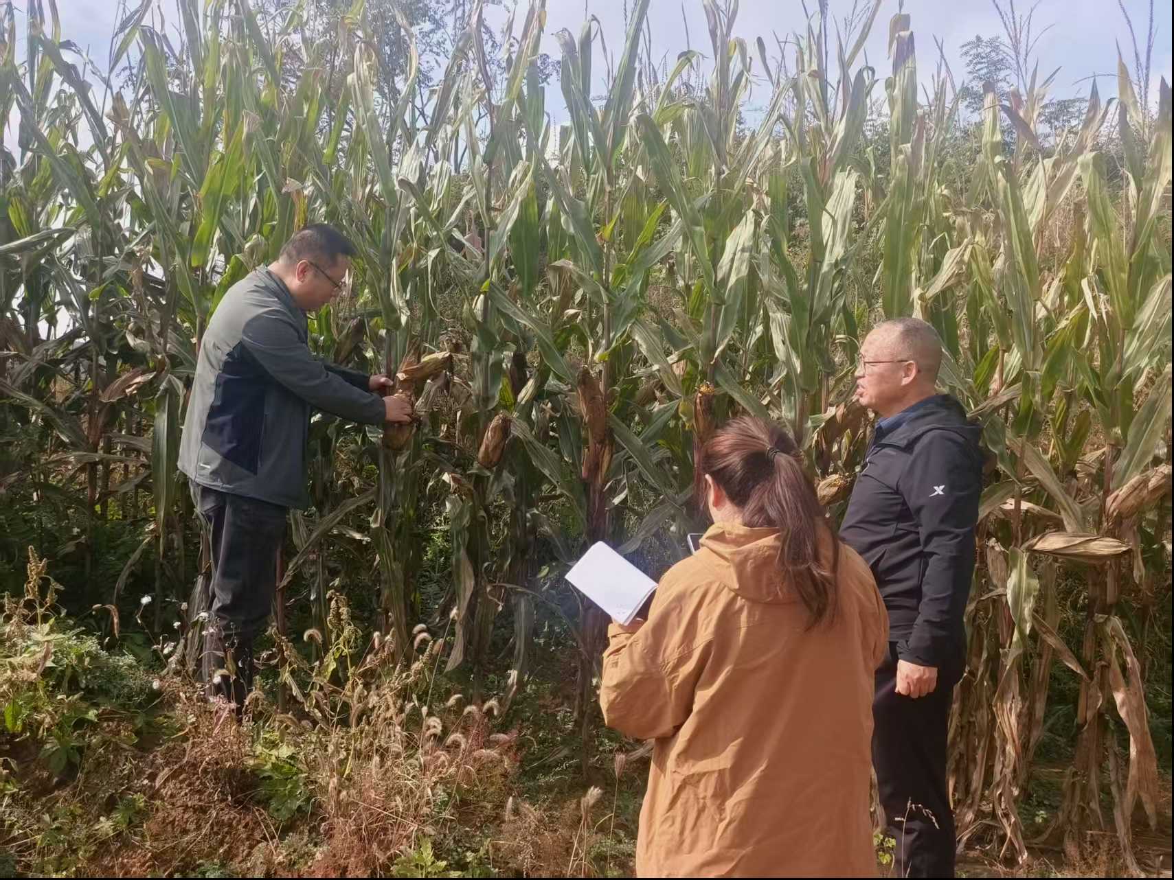 烘干赋能秋收，秋粮归仓无忧 —阳泉市农机技术人员深入乡村开展秋收指导工作